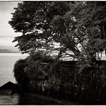 04_leman Se débarrasser des branches mortes !