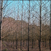 color1 Les couleurs de l'automne (1/2)