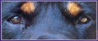 Regard Gurun