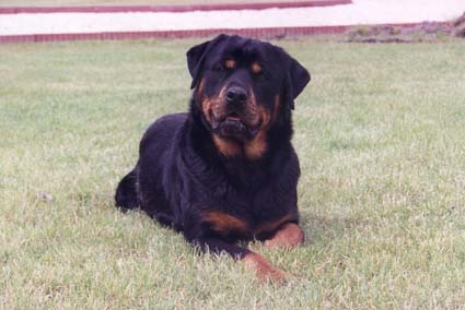 Nokia couch&eacute;e