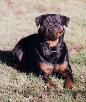 ONEIL COUCH&Eacute;E