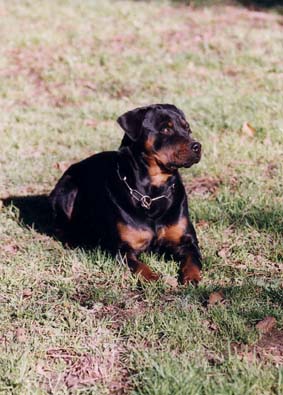 ONEIL COUCH&Eacute;E