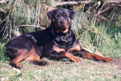 O'Neil couch&eacute;e