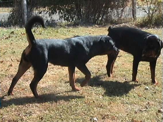 Queue longue ou courte?