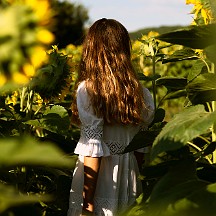 _NIK3459_m L'apercevoir parmi les tournesols